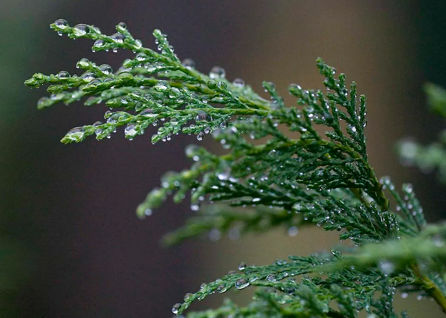 Water droplets on fine green foliage against a softly blurred background.