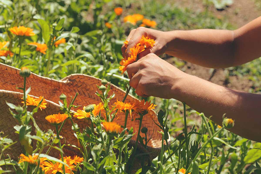 Hands harvesting orange Calendula flowers beside a woven basket in a sunny garden.