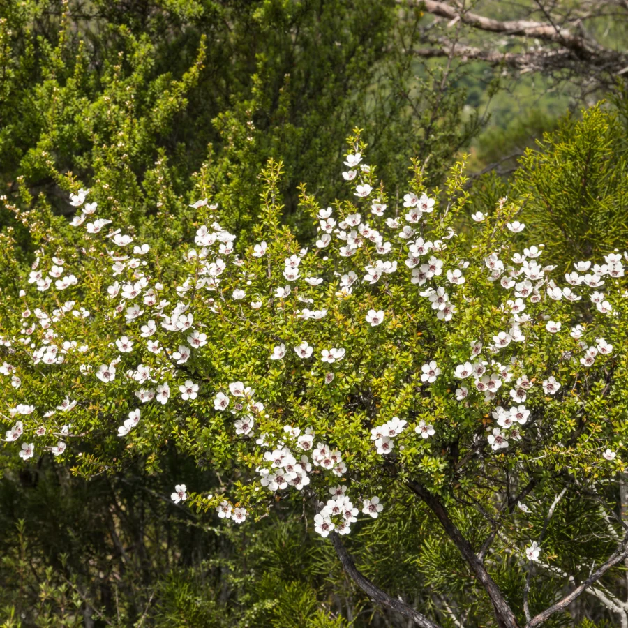 White flowers and fine green foliage on sunlit shrubs.