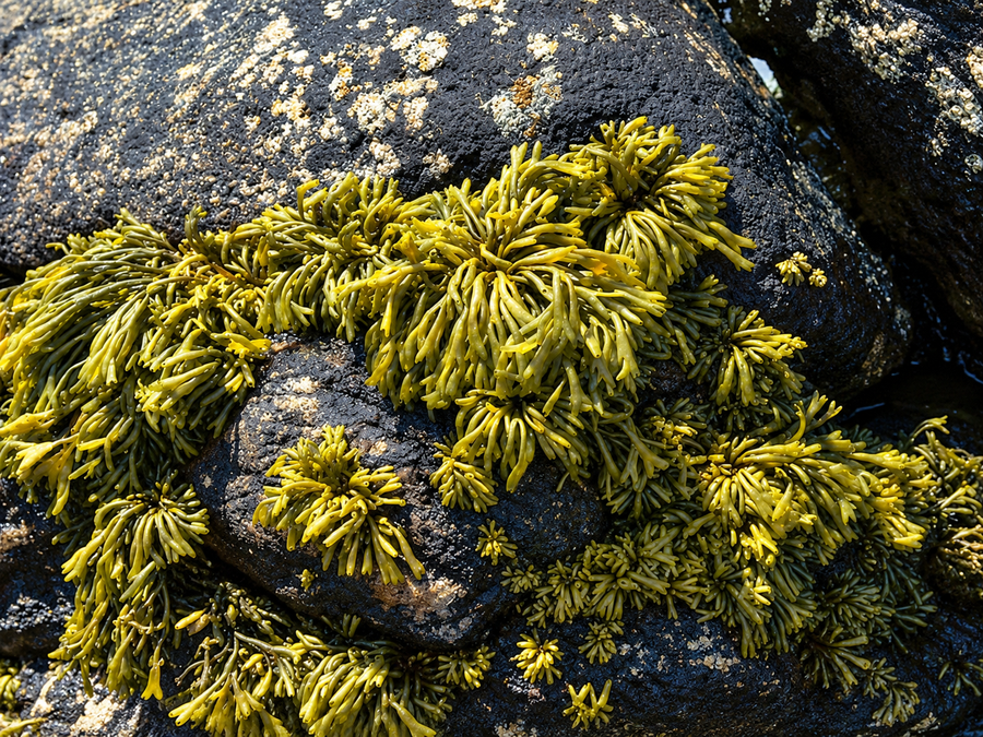Golden-brown seaweed on dark coastal rocks.