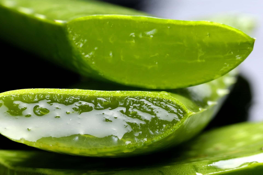 Freshly cut Aloe Vera leaves revealing their moisture-rich inner gel.