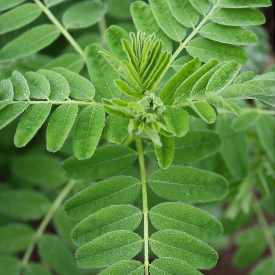 A close-up of soft green Astragalus leaves and new growth.