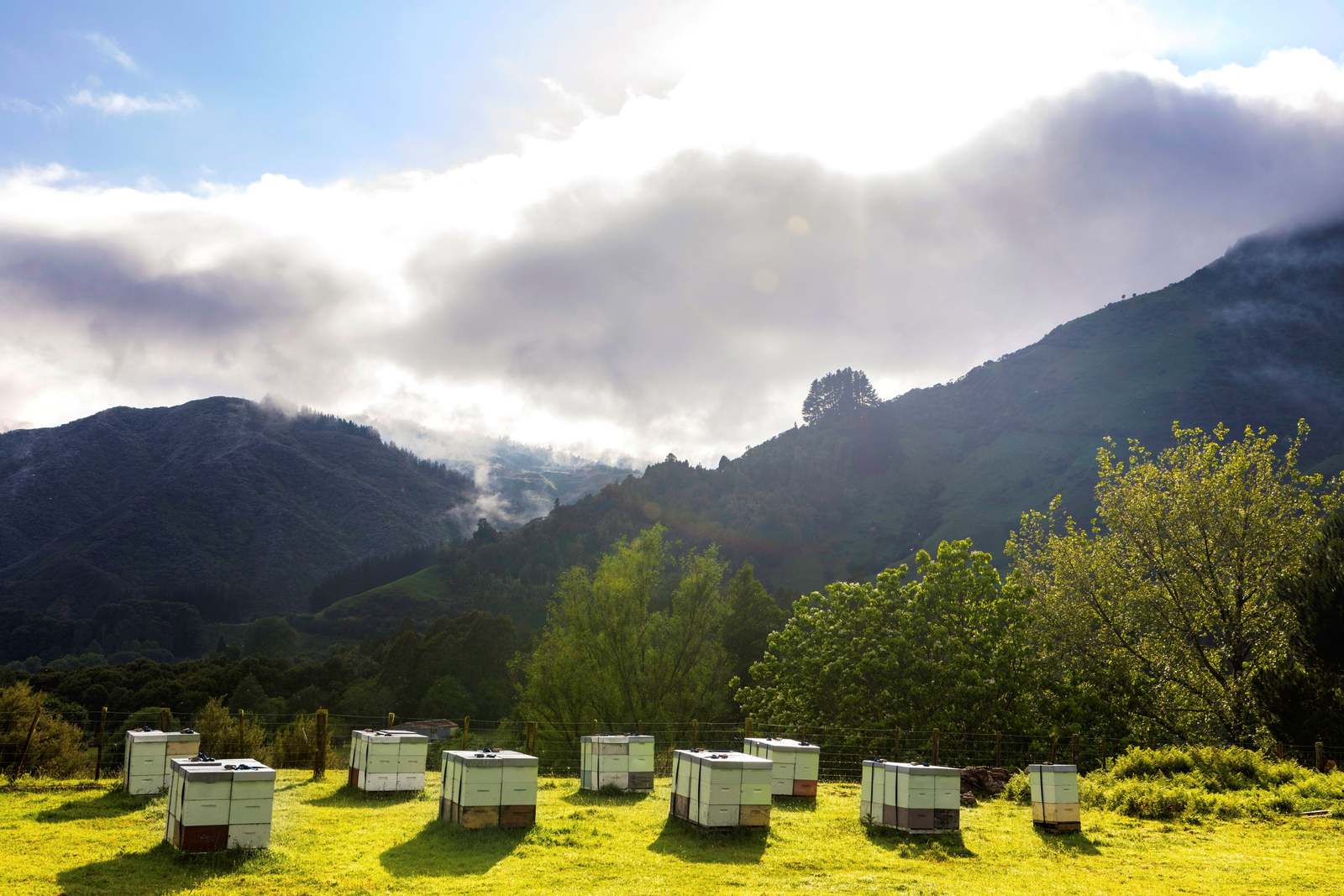 Beehives in a green valley beneath cloud-covered hills
