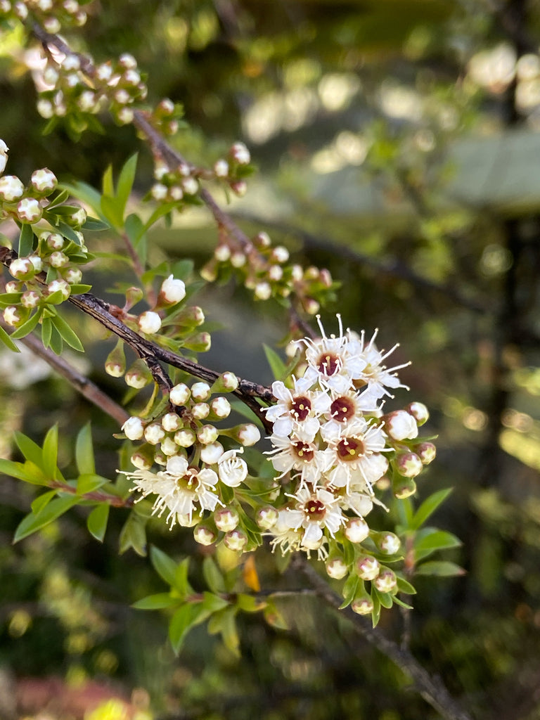 White kānuka flowers and fine green leaves on a slender branch.