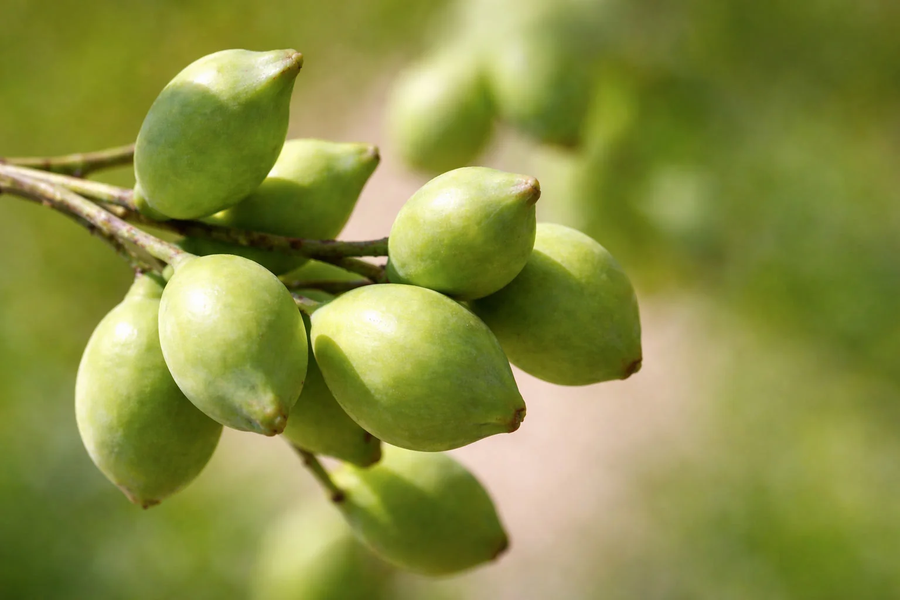 Green Kakadu plums clustered on a branch in soft natural light.