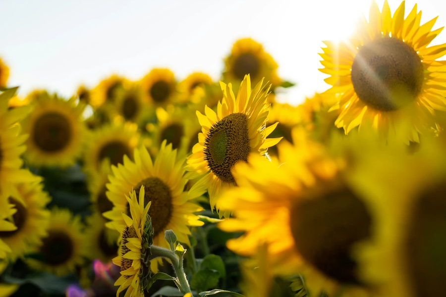 Sunflowers growing in a field in warm sunlight.