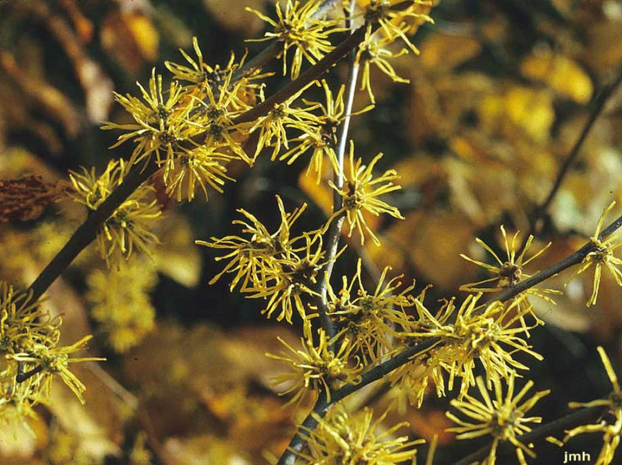 Yellow, ribbon-like Witch Hazel flowers on slender branches against a softly blurred background.